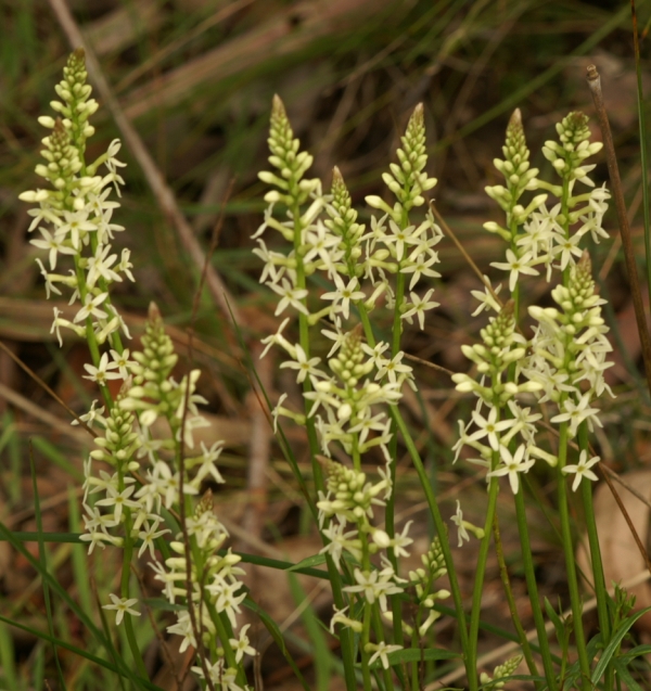 Stackhousia aspericocca
